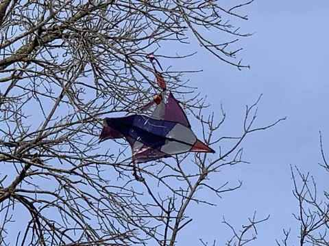 Kite stuck in a tree Stock Photos