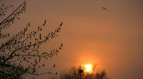 Kite on a sunset Stock Footage 346251