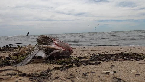 Kite surfer skiing past the skeleton remains of a dead fish washed up on a 動画素材 170576668