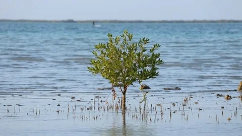 Kite surfing in the ocean Stock Footage 70141983