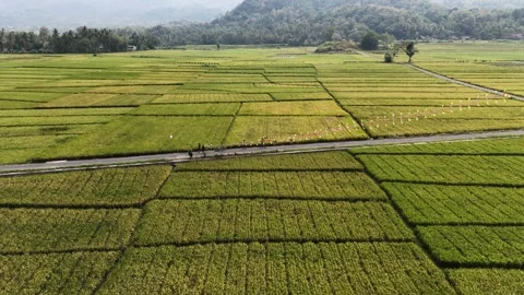 Kite Train Flying Over Golden Rice Fields. Stock Footage 339305679