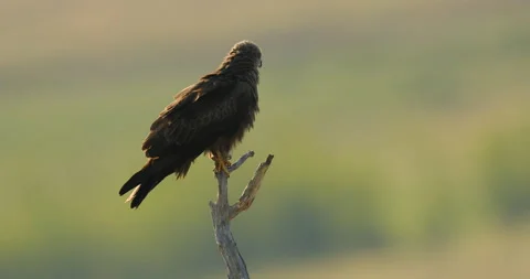 Kite on the tree. Black Kite, Milvus migrans, brown bird of prey sitting on rock Stock Footage 164886443