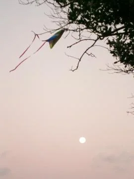 Kite In Tree At Moonrise Stock Photos