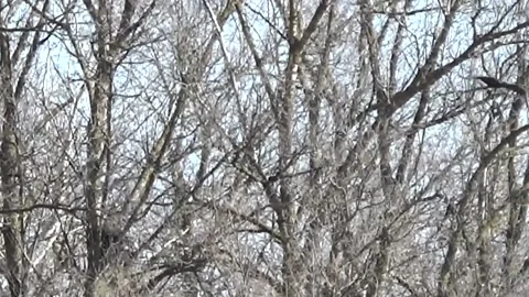 Kite visited the crow's nest, spring 스톡 동영상 152409317