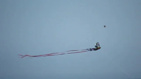 Kites and a Bird 動画素材 36965852