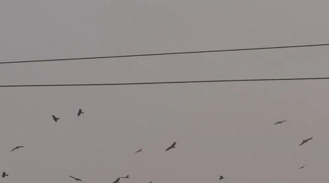 Kites and Crows 스톡 동영상 32234121