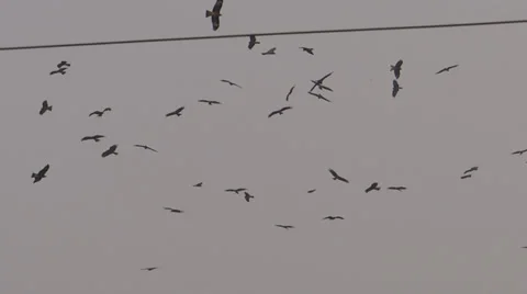 Kites and Crows2 Stock Footage 32234071