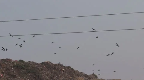 Kites and Crows4 Stock-Footage 32226311