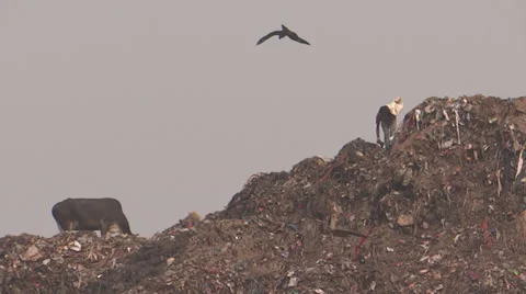 Kites and Crows5 스톡 동영상 32226222