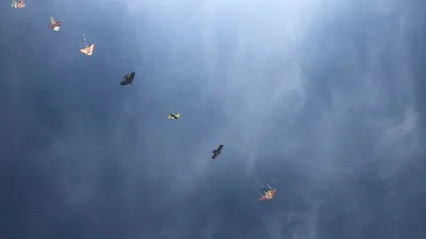 Kites Stock-Footage 157021142