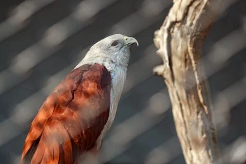 Kite's gaze Stock Photos