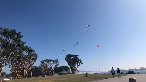 Kites on the harbor Stock Footage