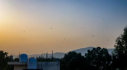 Kites in the sky, sunset Stock Photos