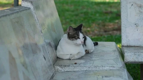 Kiti Stock Footage 235003785