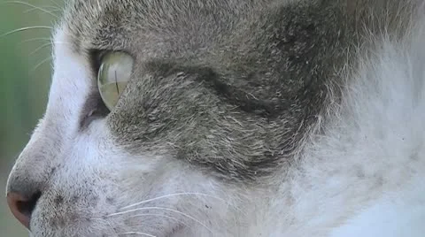 Kitten 2 Video stock 8963733