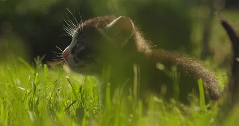 Kitten 2 Stock Footage 135497177