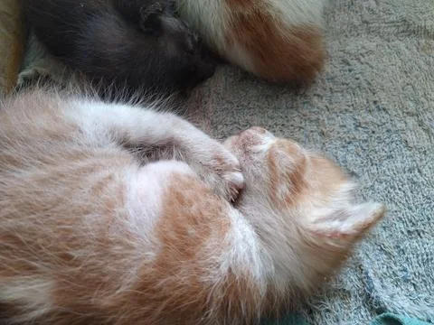 Kitten 2 Stock Photos