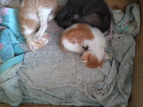 Kitten 3 Stock Photos