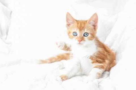 Kitten abstract Stock Photos