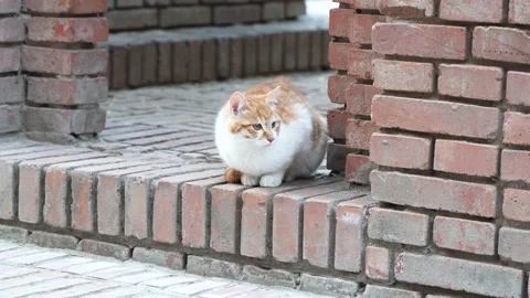 The kitten is alert to attack and hunt Stock Footage 228782584