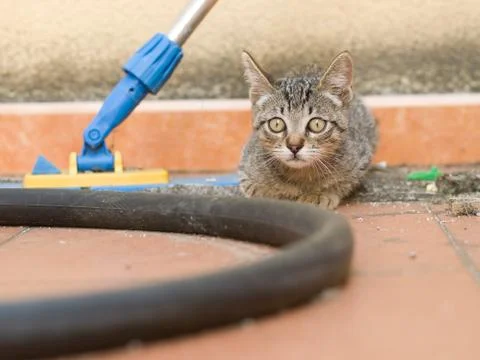 Kitten alert Stock Photos