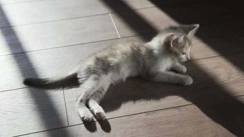 The kitten is amusingly stretching on the floor. The sun shines through the Video stock 159523295