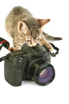 Kitten and the camera Stock Photos