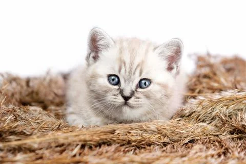 Kitten and cane. Foto stock