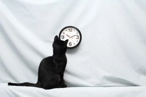 Kitten And Clock Foto stock