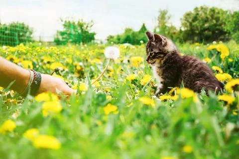 Kitten and dandelion Stock Photos
