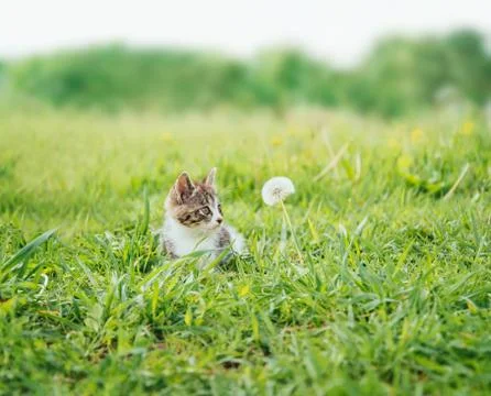 Kitten and dandelion Stock Photos