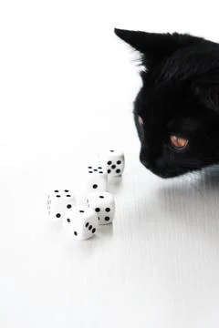 Kitten And Dice Stock Photos