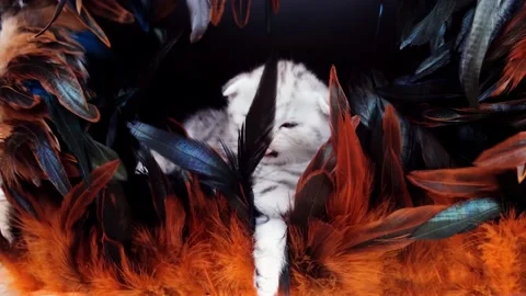 Kitten and feathers. Kitten among feathers. Cat on a black background. Stock Footage 171532900