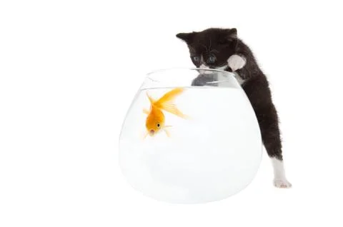 Kitten and fish Stock Photos