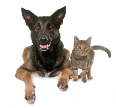 Kitten and malinois Stock Photos