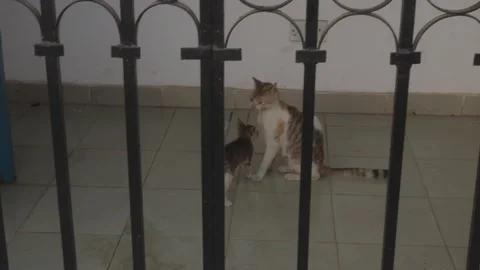 Kitten and Momma Cat Vídeos de archivo 282588234