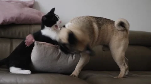 Kitten and pug fighting Stock Footage 159488233