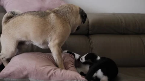 Kitten and pug game Stock Footage 159488101
