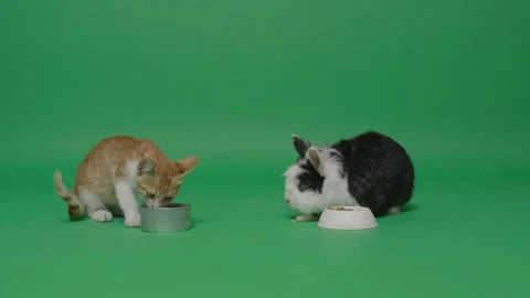 Kitten and rabbit eating Stock Footage 161398376