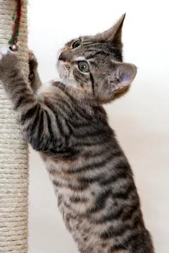 Kitten and scratching post Stock Photos