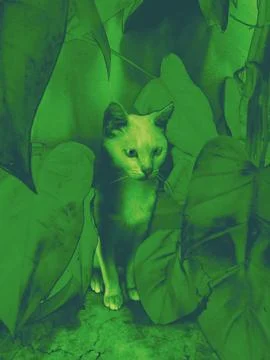 Kitten artwork Stock Photos