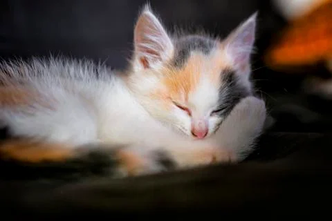 Kitten asleep Stock Photos