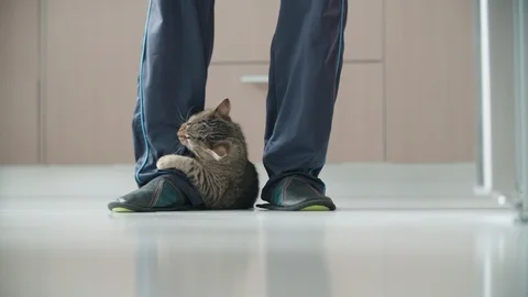 Kitten attack and bite owners leg 4K Stock Footage 117405851