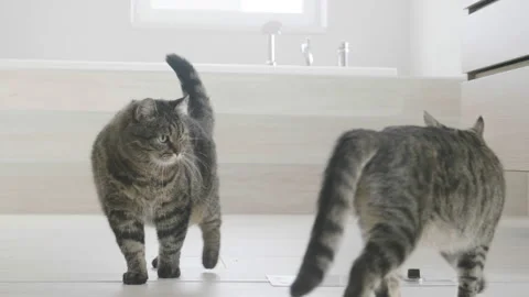 Kitten attack on a cat, bathroom Stock Footage 90216254