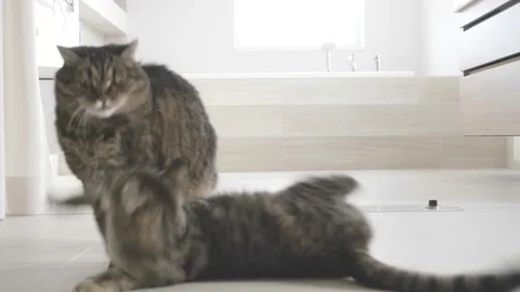 Kitten attack on a cat, bathroom Stock Footage 90280383