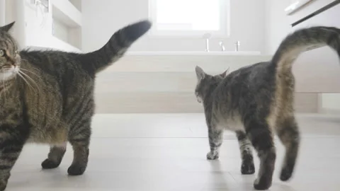 Kitten attack on a cat, bathroom Video stock 91032347