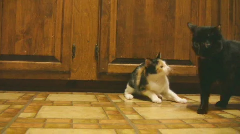 Kitten attack Stock Footage 511617