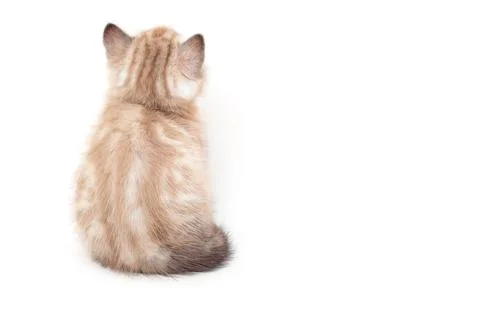 Kitten back view isolated on white background. The back of the kitten.  Foto stock