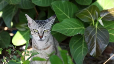 Kitten in a back yard on a bright summer day. Stock Footage 338316221