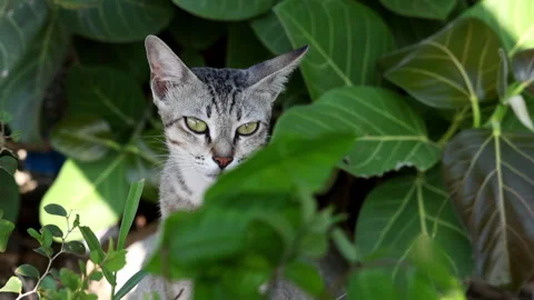 Kitten in a back yard on a bright summer day. Stock Footage 338316325